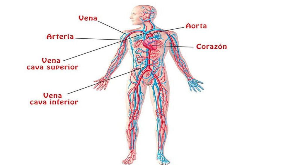 Descubre los órganos clave en el sueño: el papel del cuerpo humano