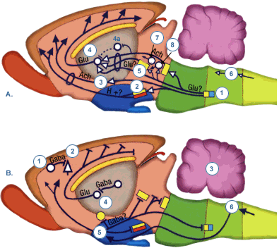 Descubre los secretos del sueño y el despertar: mecanismos neuroquímicos