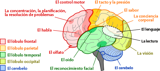 Descubre qué parte del cerebro controla tus sueños