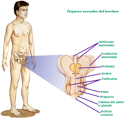 Descubre qué revela el sueño recurrente de los genitales masculinos