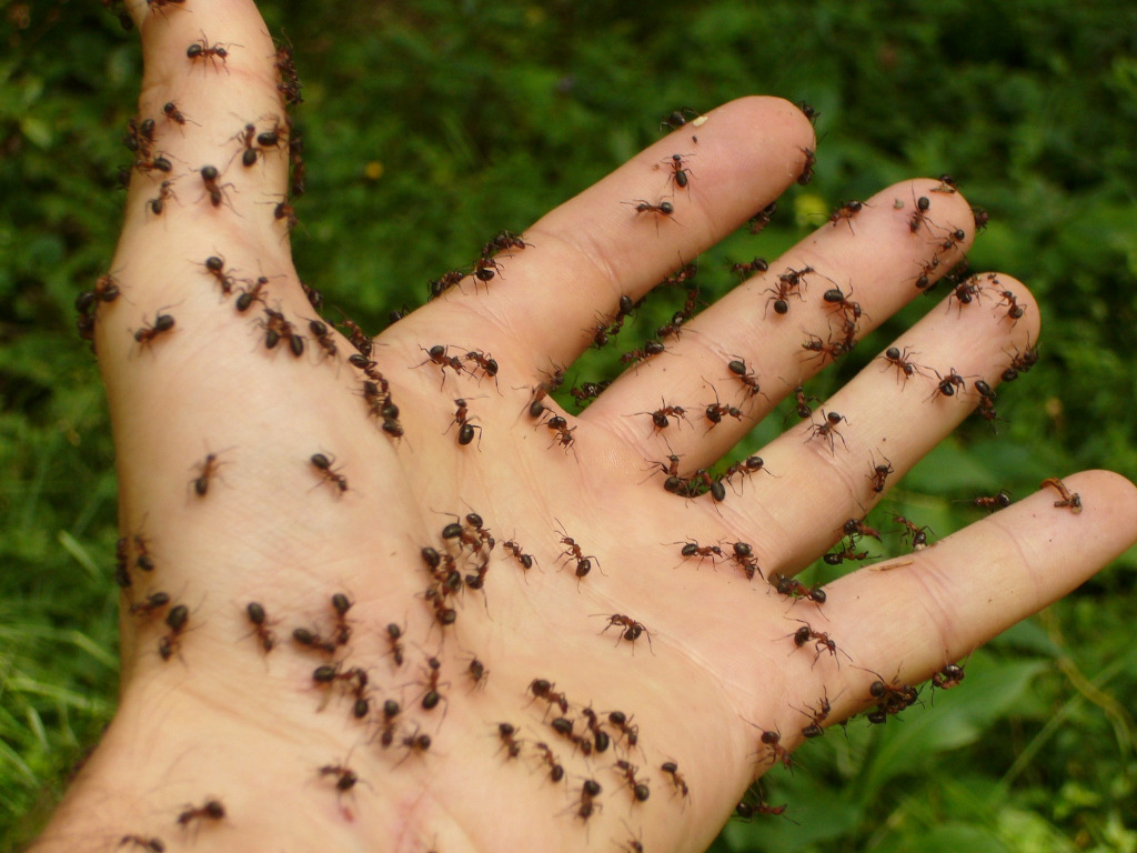 Descubre qué revela soñar con hormigas negras que pican