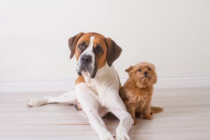 Descubre qué significa soñar con perros: ¡Interpretación de sueños!