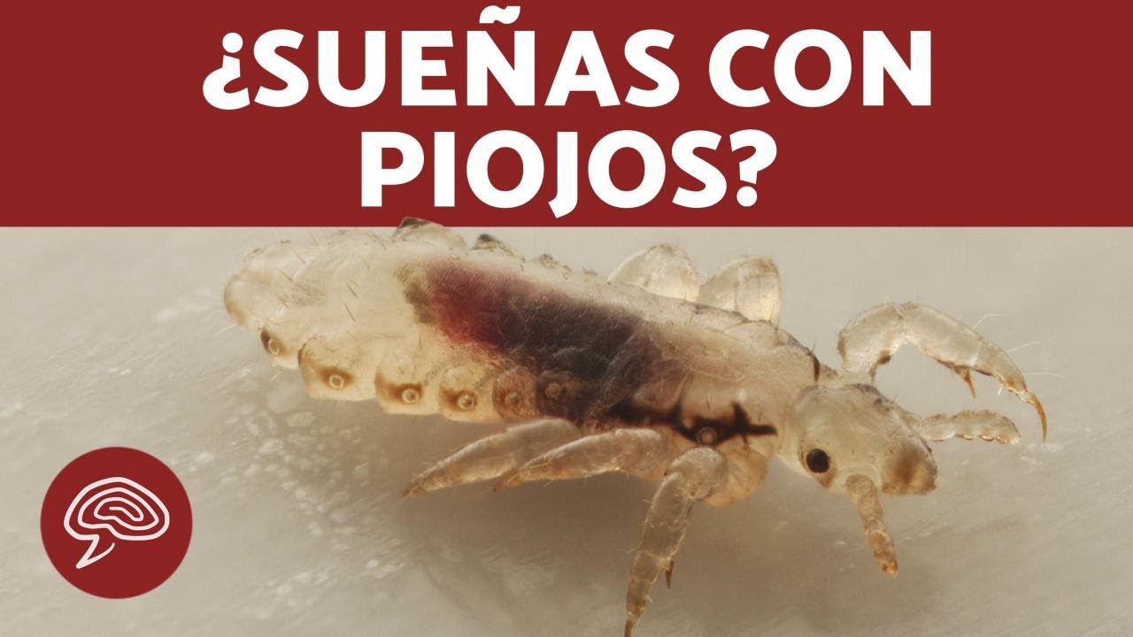 Descubre qu significa so ar con piojos en la cabeza