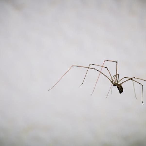 Descubre qué significa soñar con una araña picándote