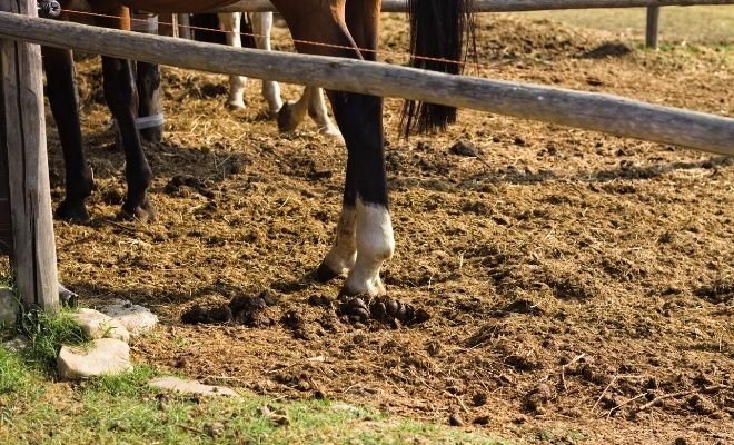 Descubre qué significado tiene soñar con caca de caballo