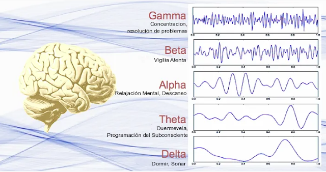 Despierta al conocimiento: ondas del EEG en sueño desincronizado