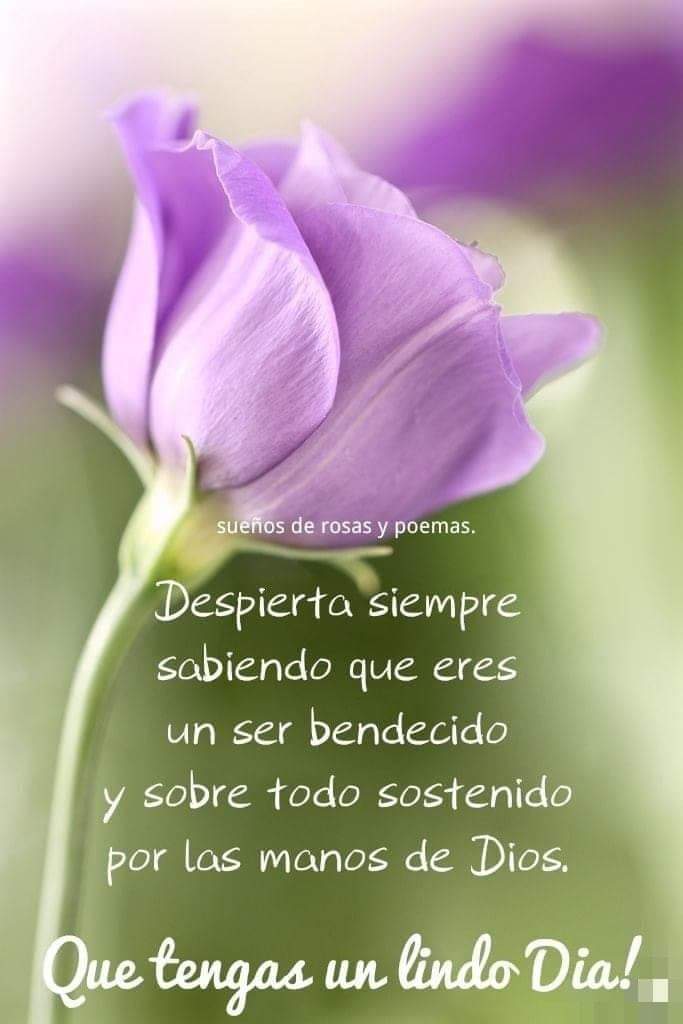 Despierta con sueños de rosas y poemas, ¡buenos días y feliz domingo!