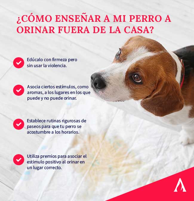 Despierta de la pesadilla: evita que los perros se orinen en tu hogar