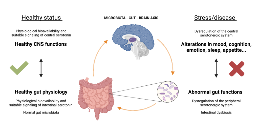 Despierta la importancia de la serotonina y neuropeptidos en tu sueño