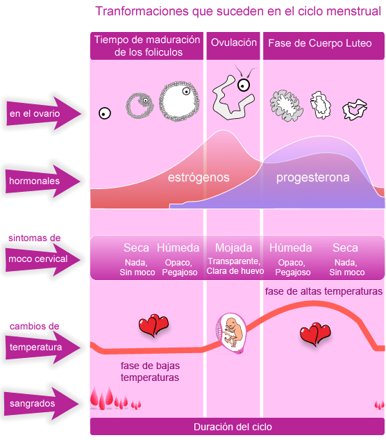 Desvelada en la ovulación: descubre por qué te cuesta dormir