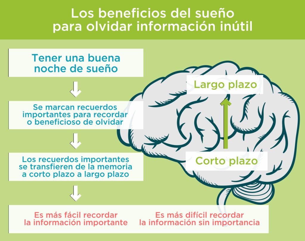 Duerme bien, recuerda mejor: la importancia del sueño en la memoria