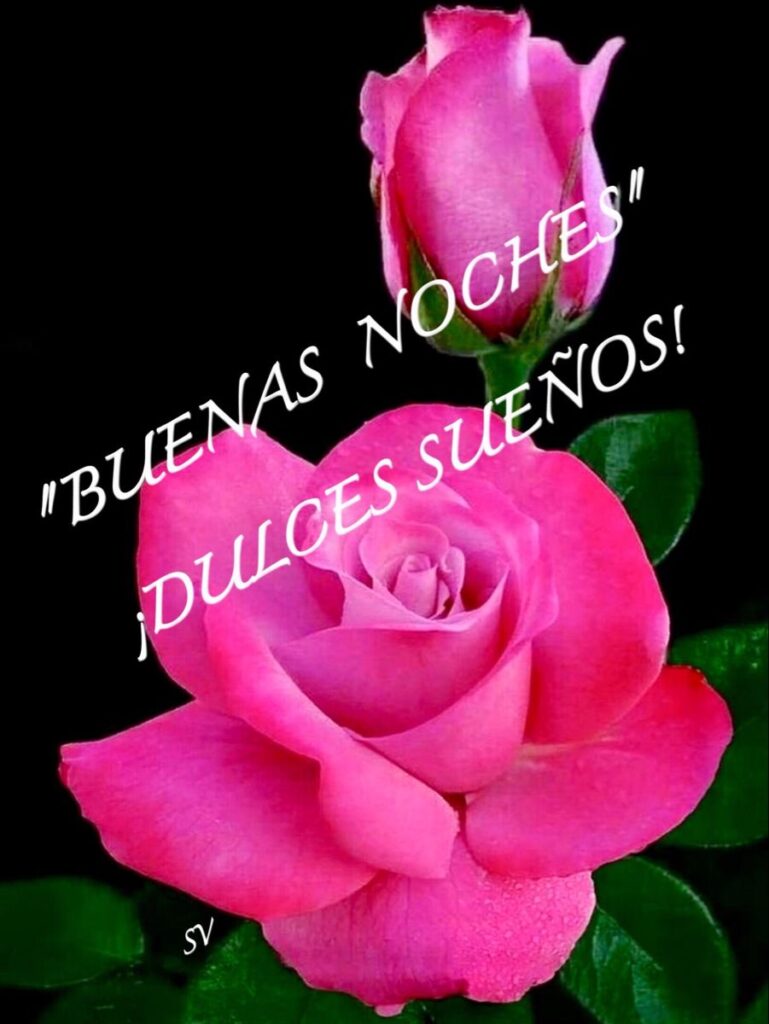 Dulces sueños con rosas: bellas imágenes de buenas noches