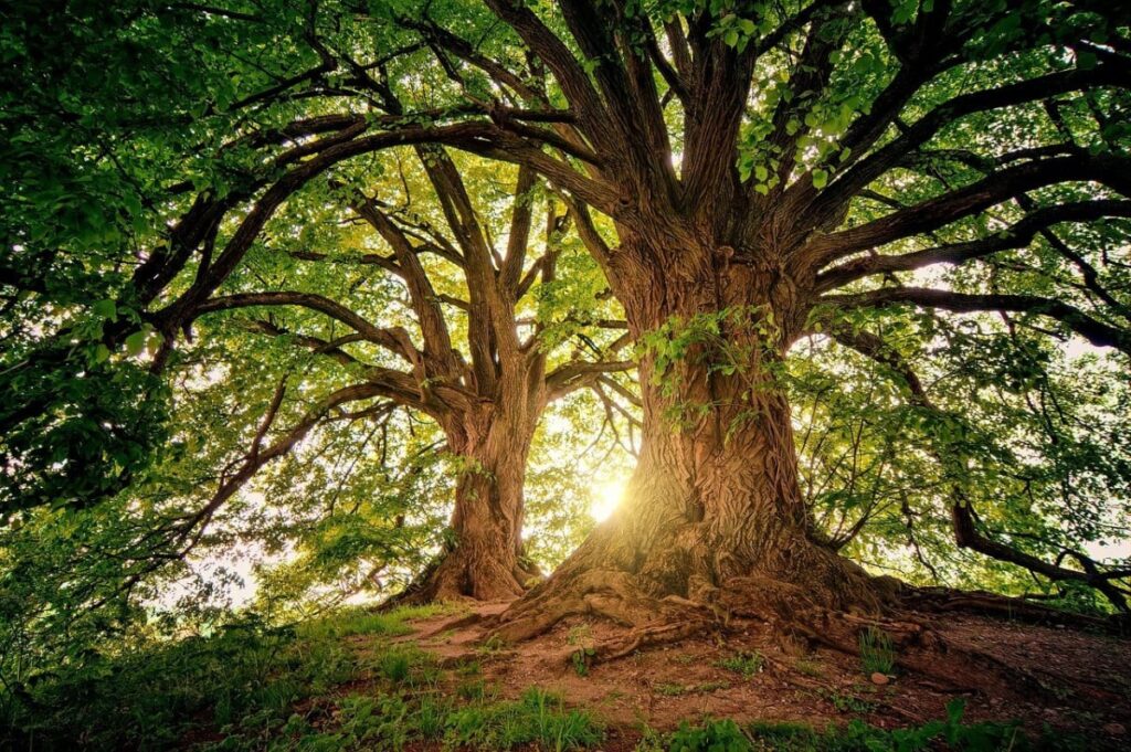El árbol en tus sueños: descubre su significado