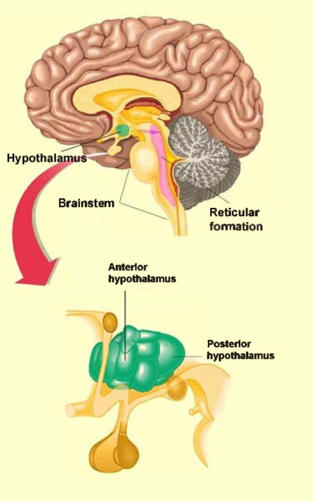 El cerebro dormido: partes del sistema nervioso central involucradas