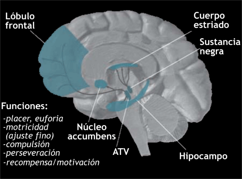 El cerebro y el placer: el control del sueño y el deseo sexual