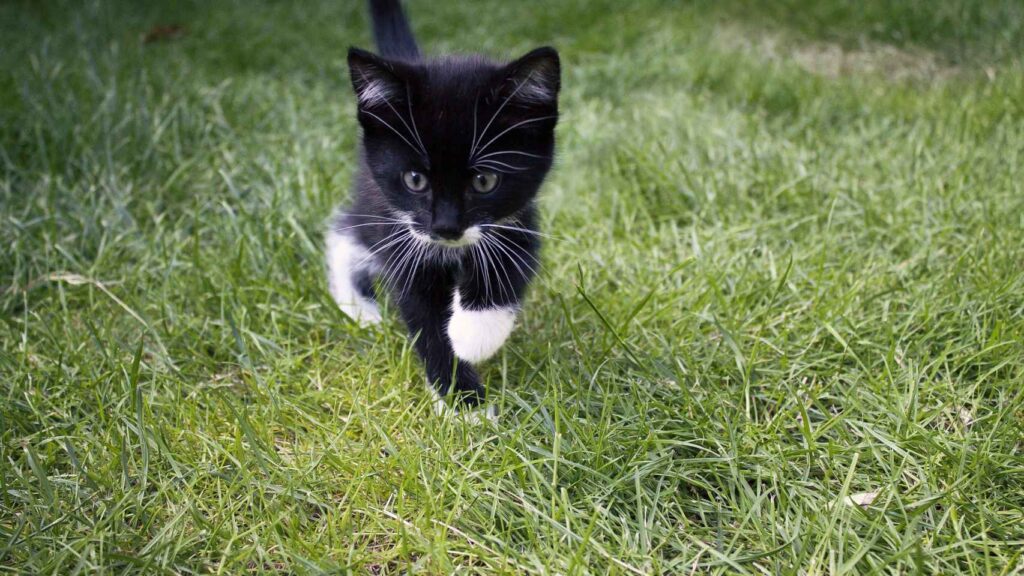 El color del gato en Doctor Sueño: ¿Blanco o negro?