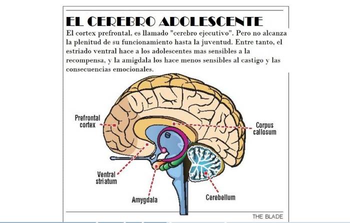 El fascinante mundo del sueño adolescente: ¿Qué ocurre en el cerebro?