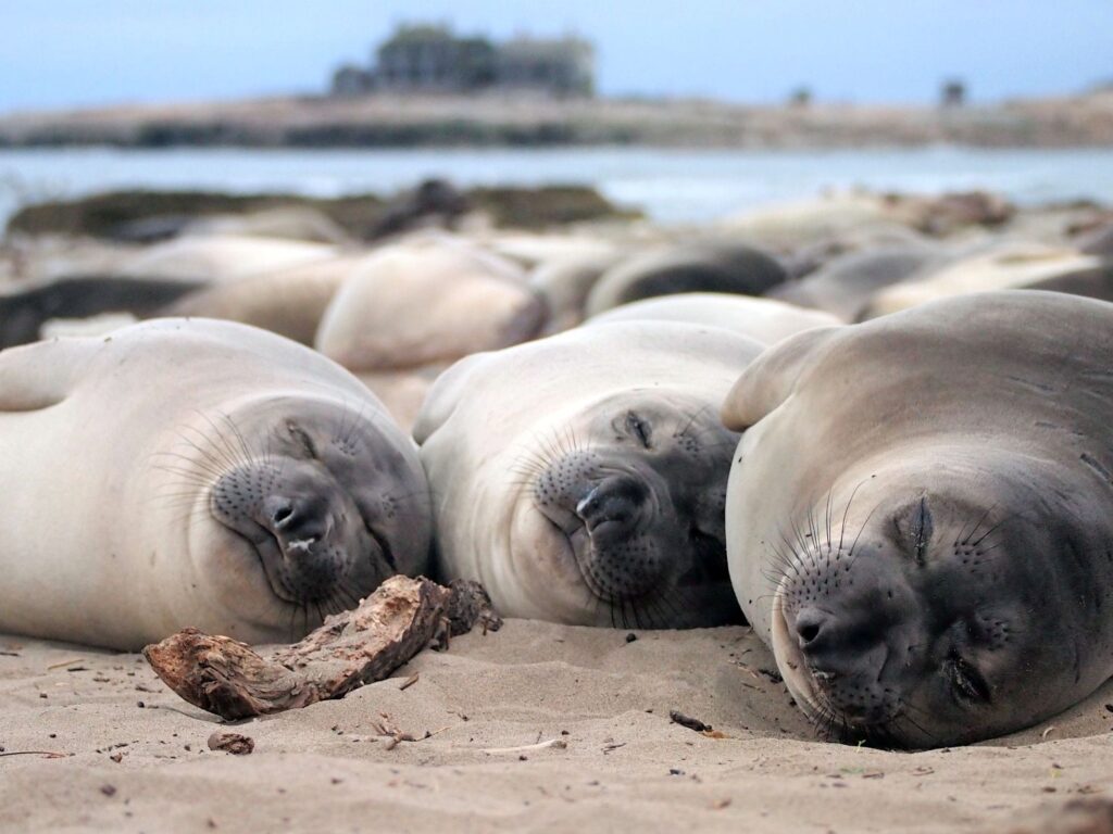 El increíble animal que sobrevive con poco sueño profundo