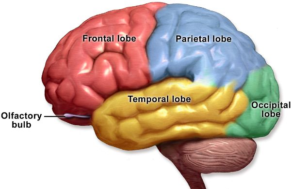 El lóbulo cerebral en acción durante el sueño: descubre cuál es