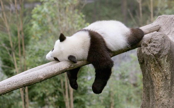 El misterio del sueño de los pandas: ¿Por qué duermen tanto?