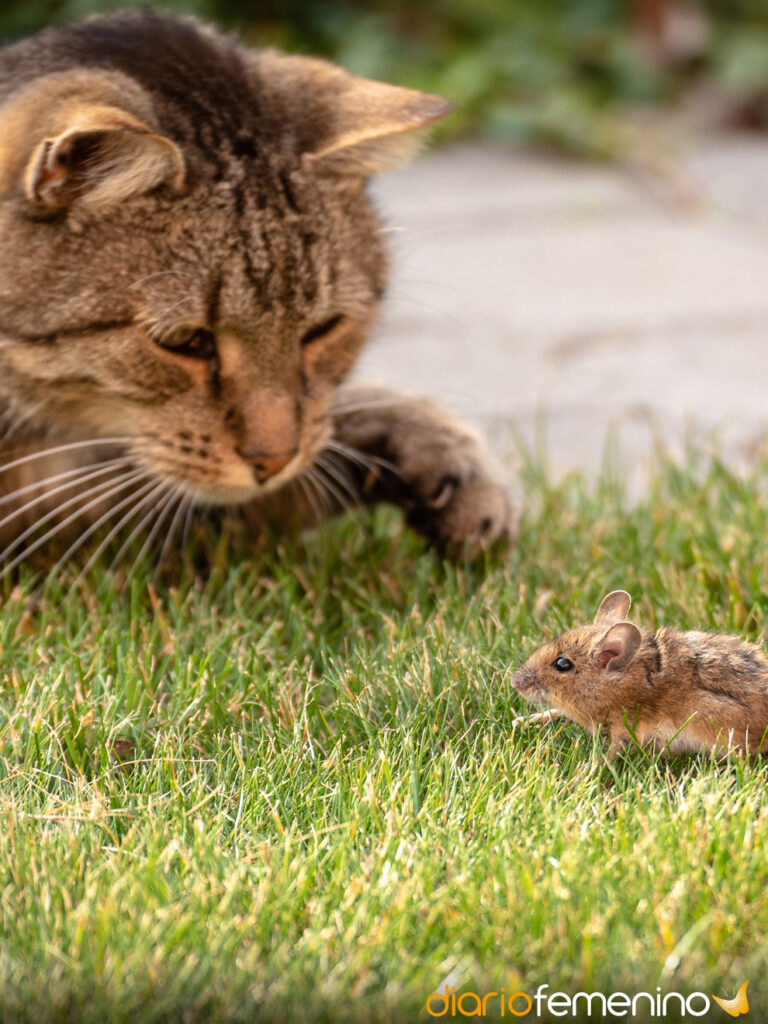 El misterioso significado de soñar con un gato y un ratón