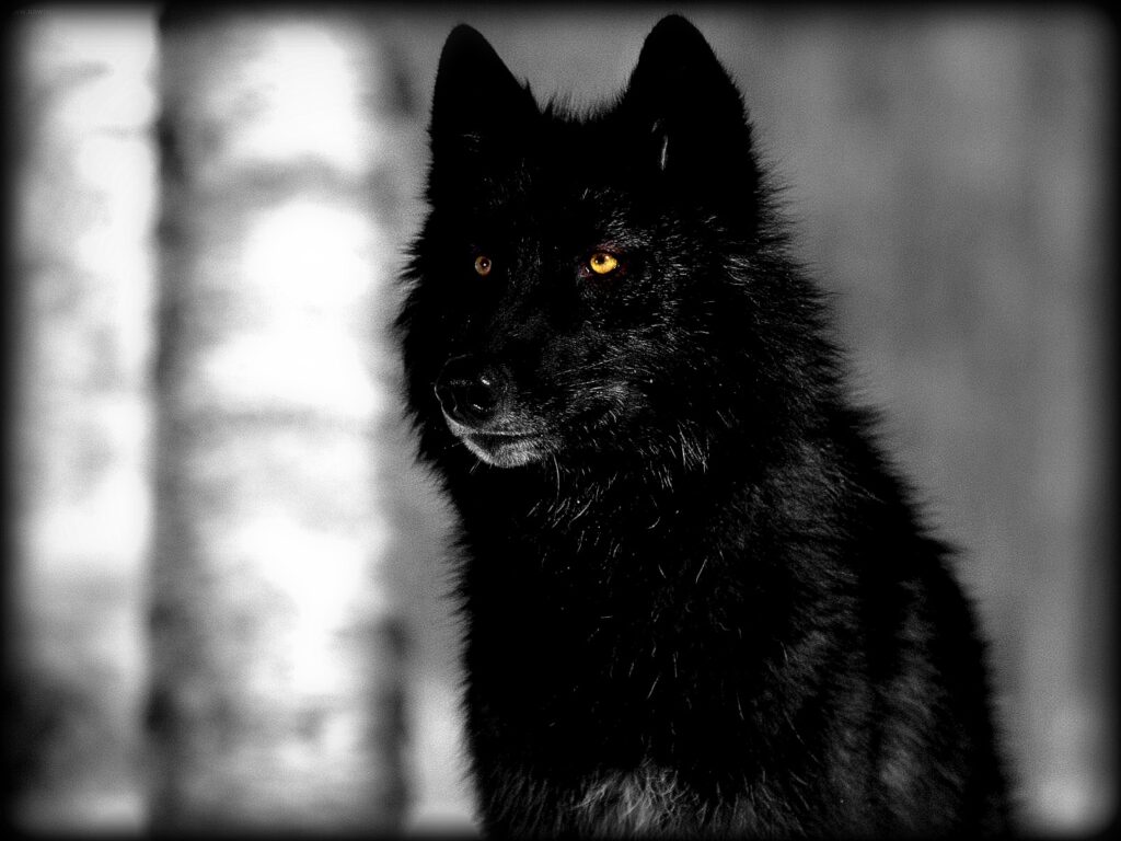 El misterioso significado de soñar con un lobo negro acechándote