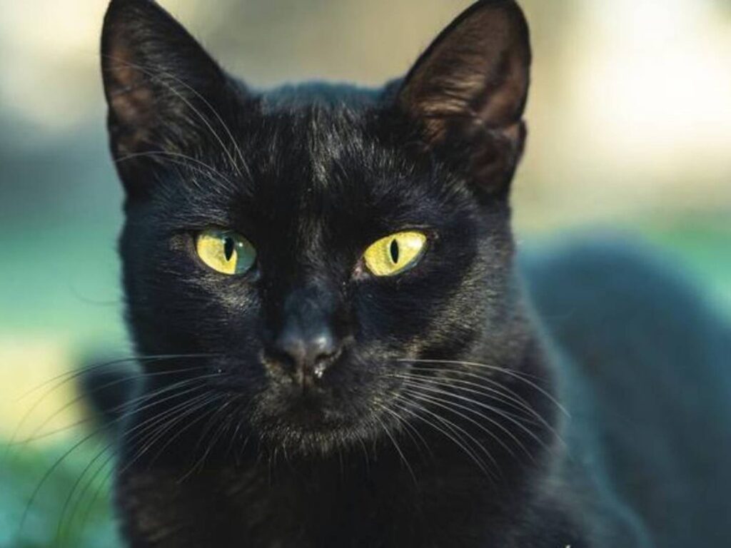 El misterioso sueño del gato negro y mi madre