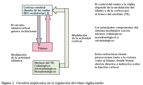 El origen de los neurotrasmisores del sueño