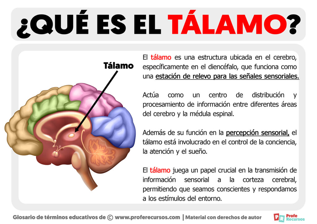 El papel del tálamo en el sueño: descubre cómo funciona