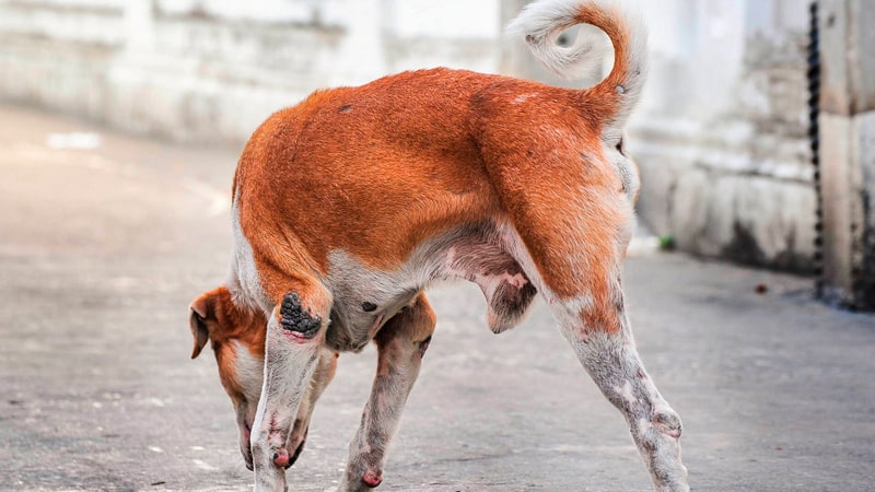 El perturbador sueño de amputar una pata a un perro