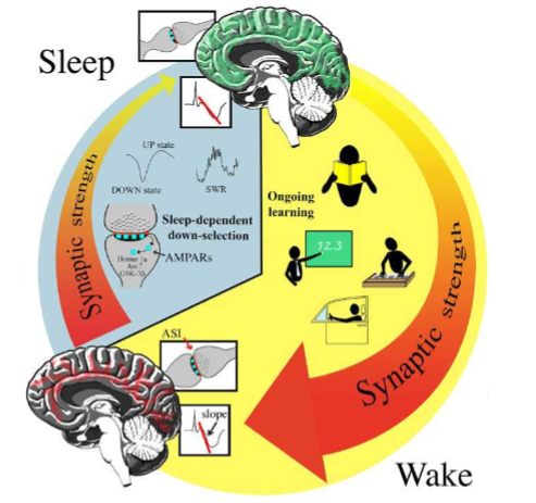 El poder del sueño: neurobiología y su relevancia para ti