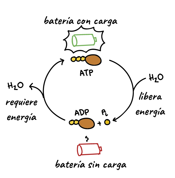 El sueño es clave para la producción de energía ATP