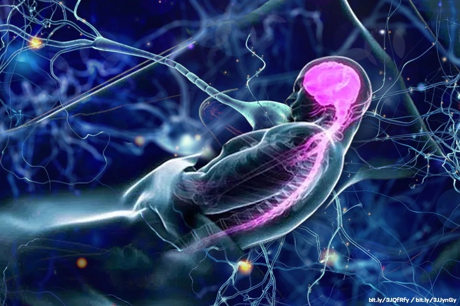 El sueño y el sistema nervioso: una conexión vital