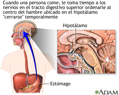 El vínculo entre hambre y sueño: el papel del cerebro