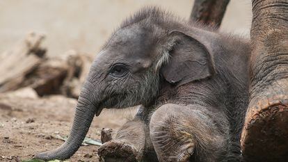 Elefante salvaje en acción: ¡Sueña con esta experiencia extrema!