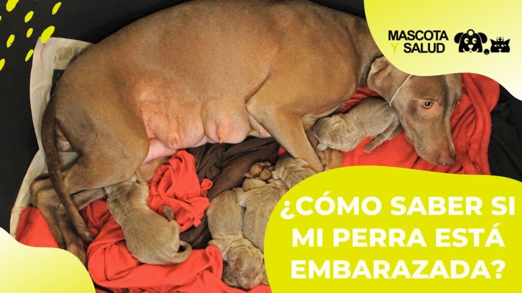 ¿Embarazada y sueñas con dar a luz un perro? Descubre qué significa