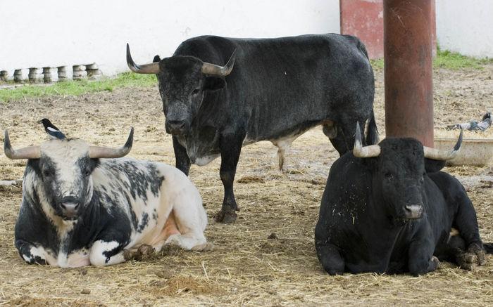 Enfrentando el peligro: sueños con hoyos en casa y manadas de toros