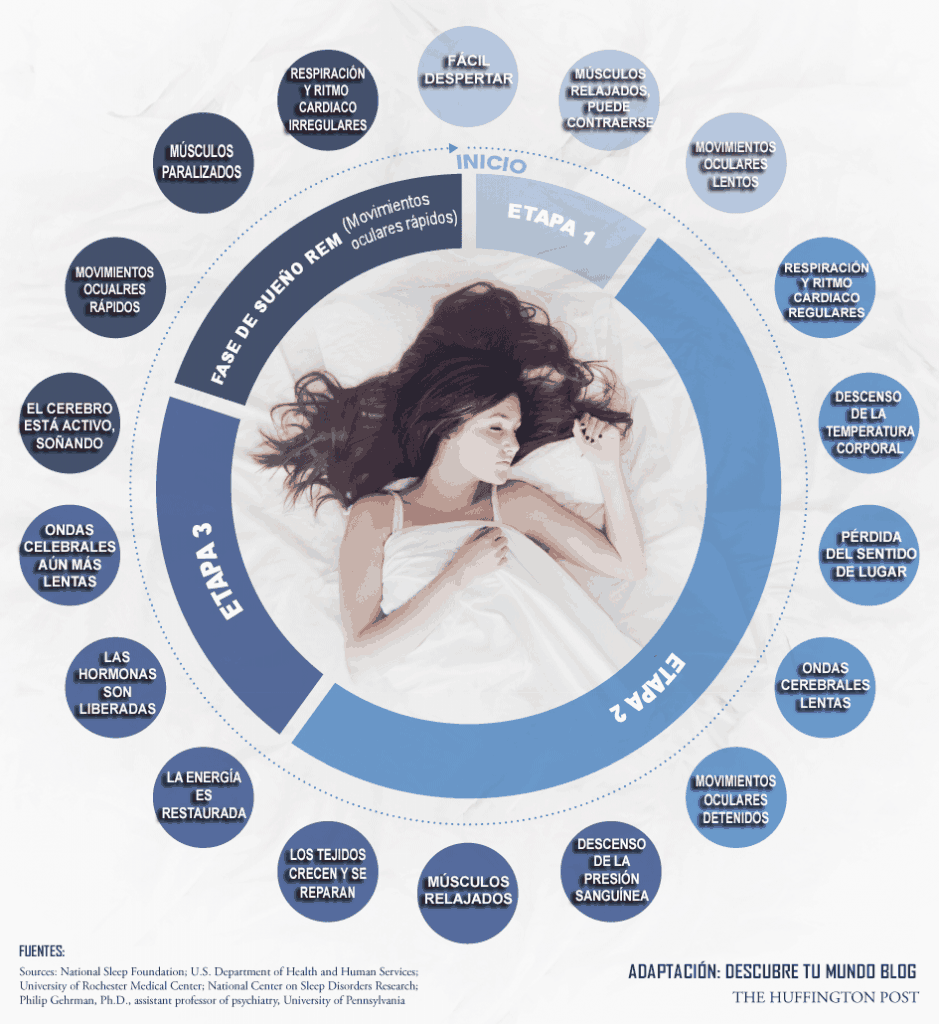 Explorando la fase REM: descubre qué sucede en tu sueño