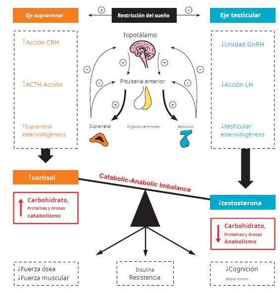 Fase REM: liberación de cortisol durante el sueño