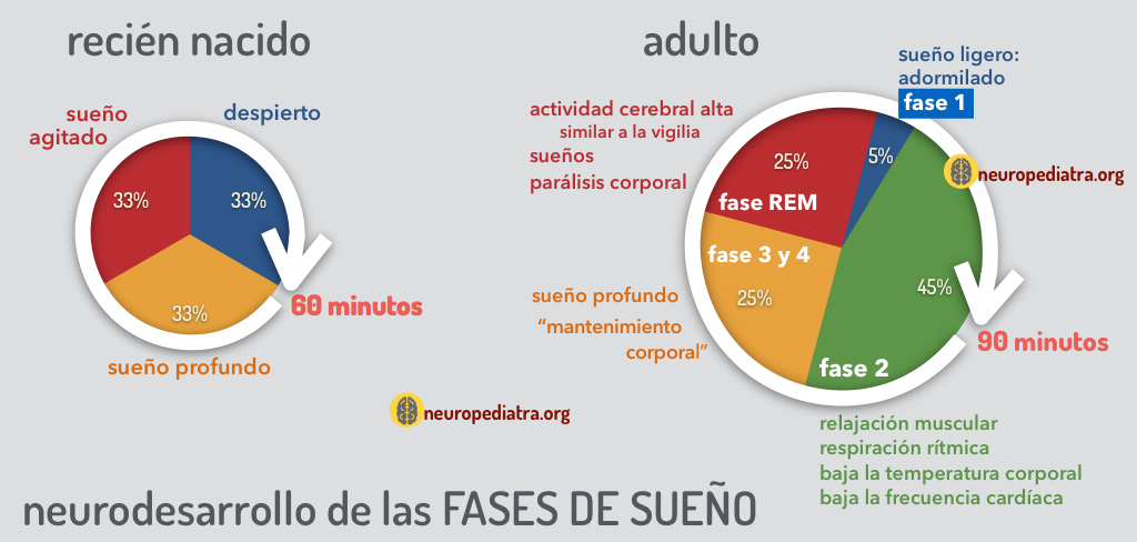 Fases del ciclo sueño-vigilia en recién nacidos: conoce su patrón