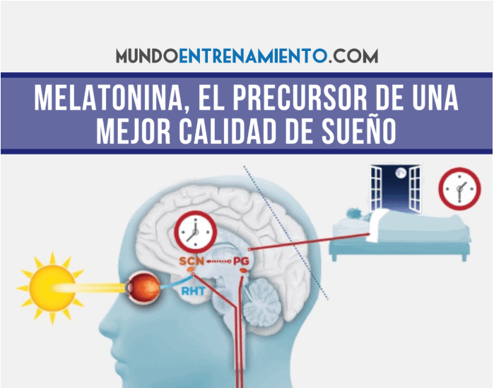 Fases del sueño y melatonina: mejora tu descanso