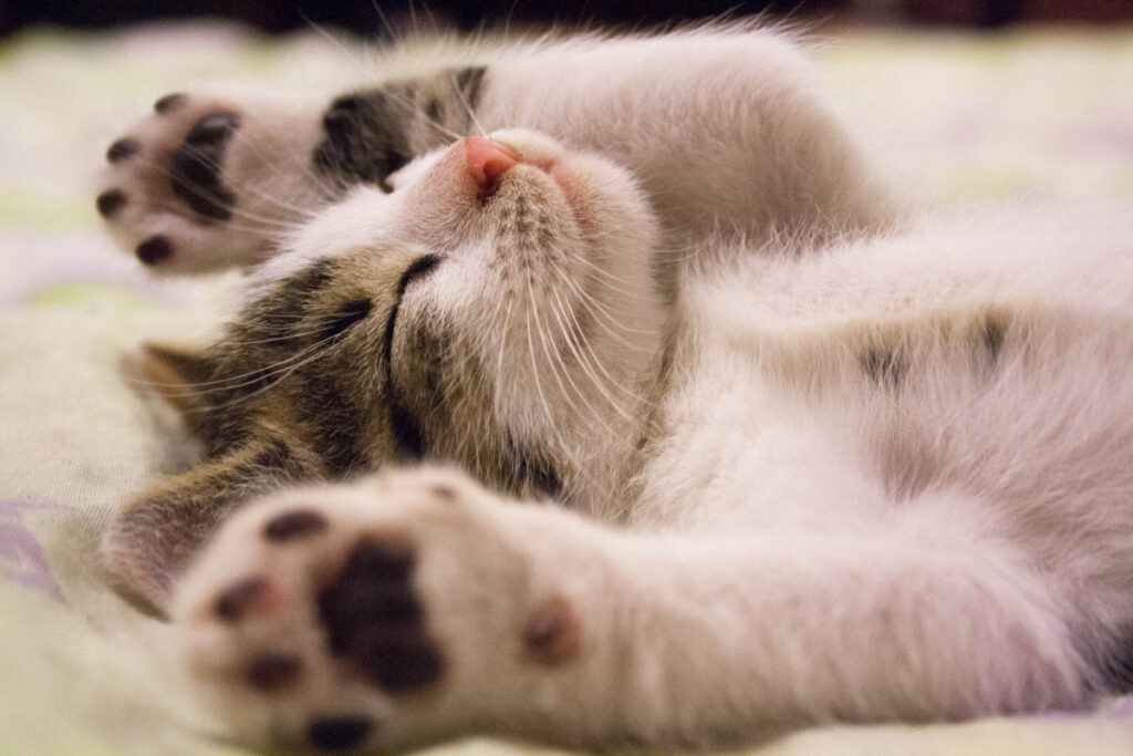 Gato bostezando mucho: ¿Por qué los felinos duermen tanto?