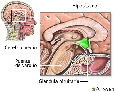 Hipotálamo: el controlador del hambre y el sueño