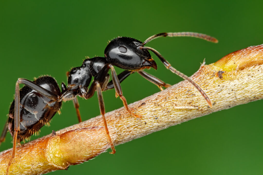 ¿Hormigas negras en tu cuerpo? Descubre el significado de este sueño