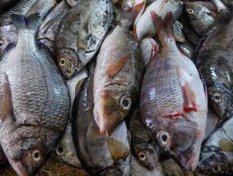 ¿Hueles a pescado en tus sueños? Descubre su significado aquí