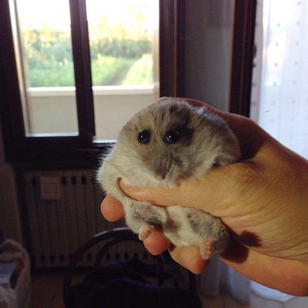 Increíble: hamster con ojos saltones ¡Más allá de lo que imaginas!