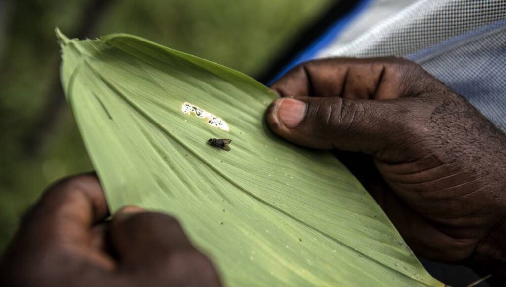 Insecto del sueño: la plaga que amenaza África