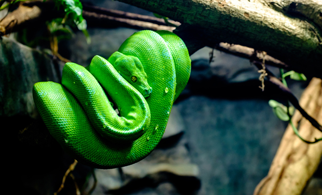 Interpreta tu sueño: Serpiente verde te persigue