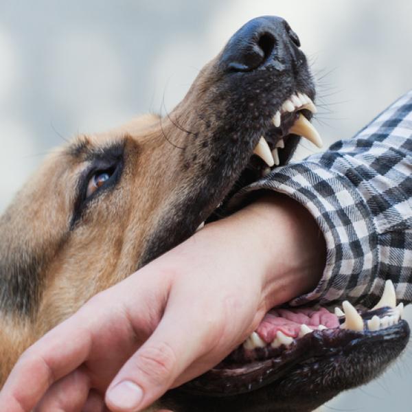 Interpreta tus sueños: ¿Qué significa soñar con dos perros mordiendo?