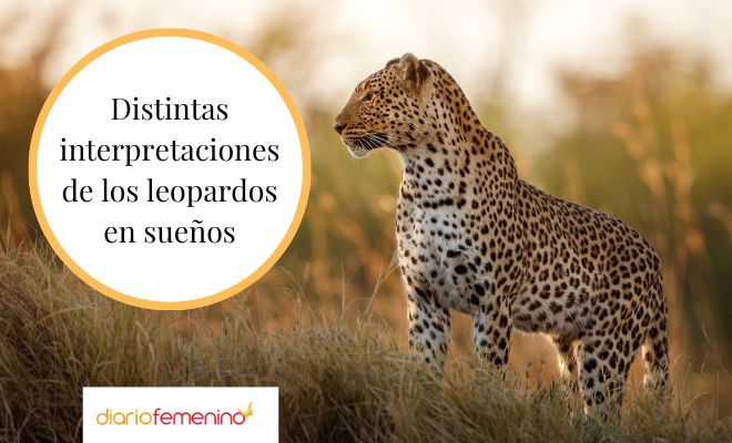 Interpretación de sueños: ataque de leones y leopardos